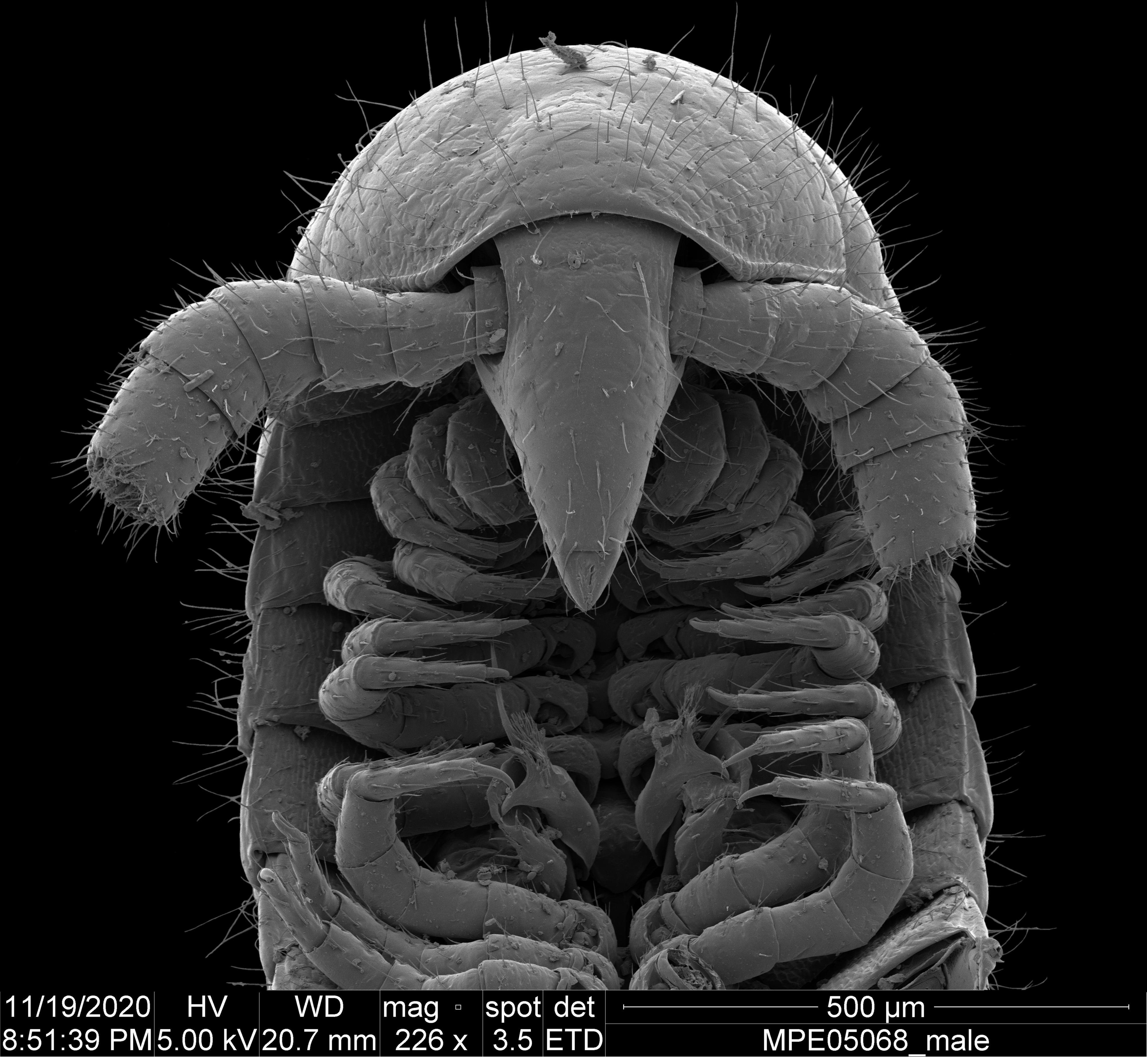 The head under a microscope.